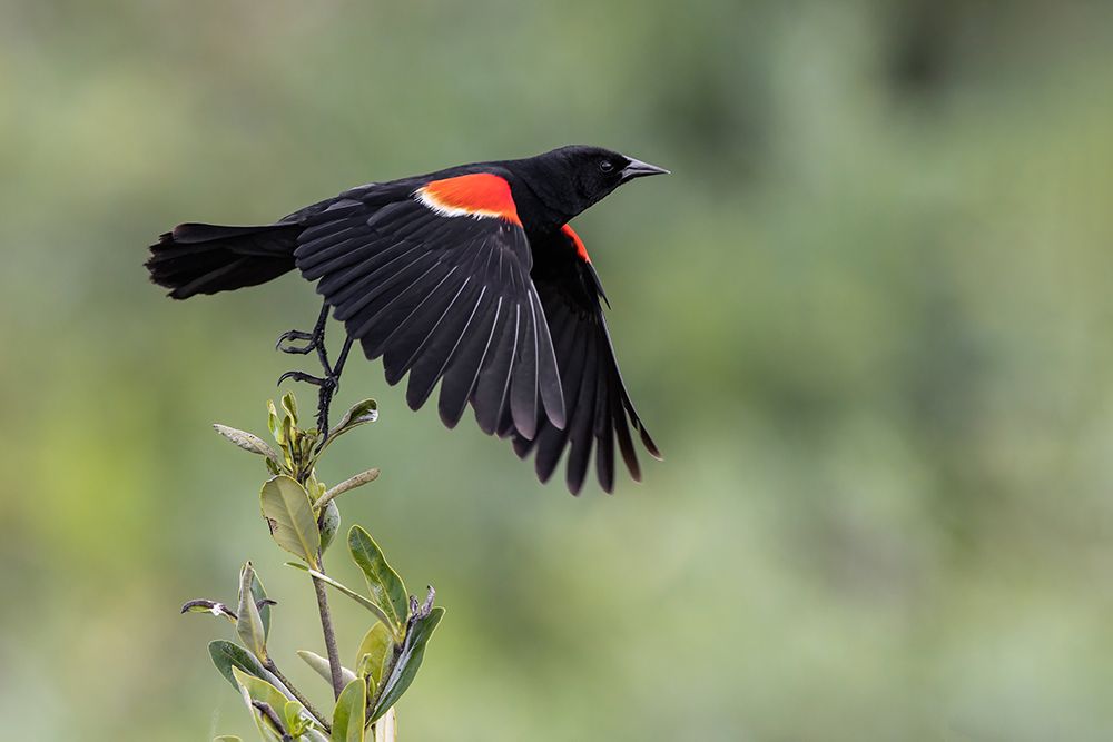 Male red-winged blackbird in flight-South Padre Island-Texas art print by Adam Jones for $57.95 CAD